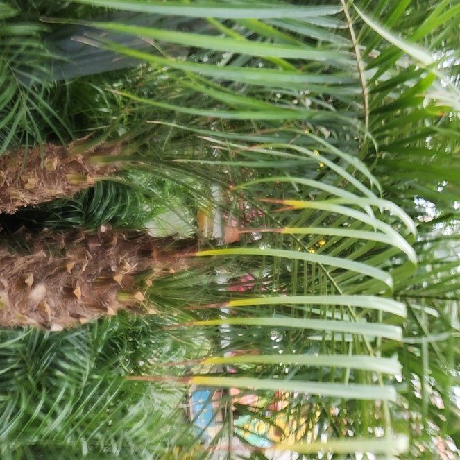 Photo of the plant species Chinese Fir by @CosmicCamelina named Demi on Greg, the plant care app