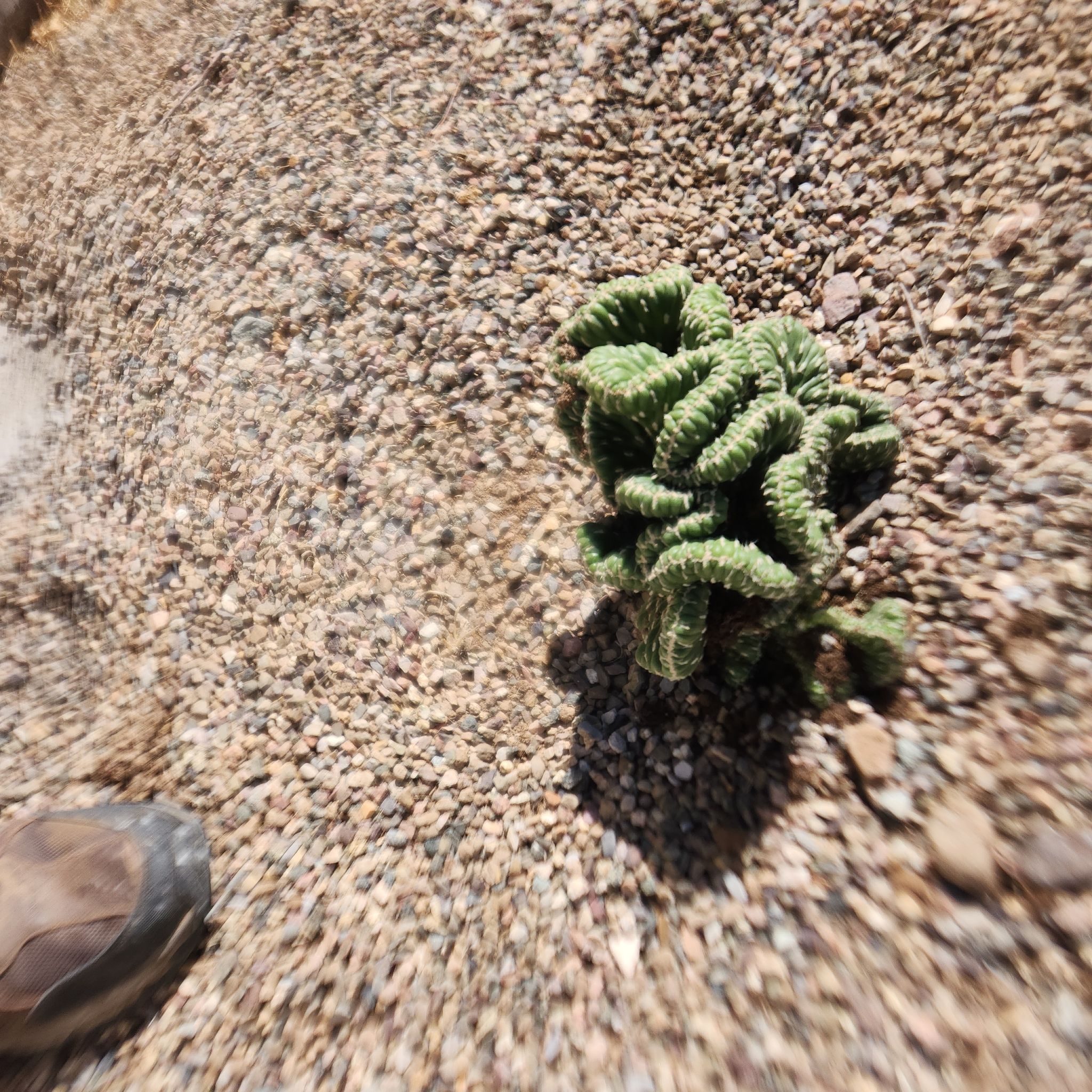 Photo of the plant species Crested Cactus by @CosmicCamelina named Sanders on Greg, the plant care app