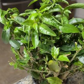Photo of the plant species White Night Blooming Jasmine by @TryScrubpine20 named Clooney on Greg, the plant care app