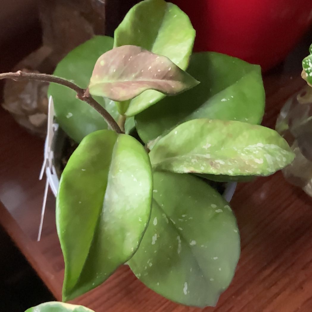 Photo of the plant species Hoya 'Freckles' by @Manfredthebush named James Dean on Greg, the plant care app