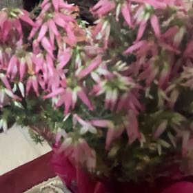 Photo of the plant species Italian Heather by @Manfredthebush named Sproutacus on Greg, the plant care app