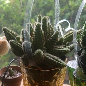 Photo of the plant species Peanut Cactus by @Manfredthebush named Charlie Brown on Greg, the plant care app