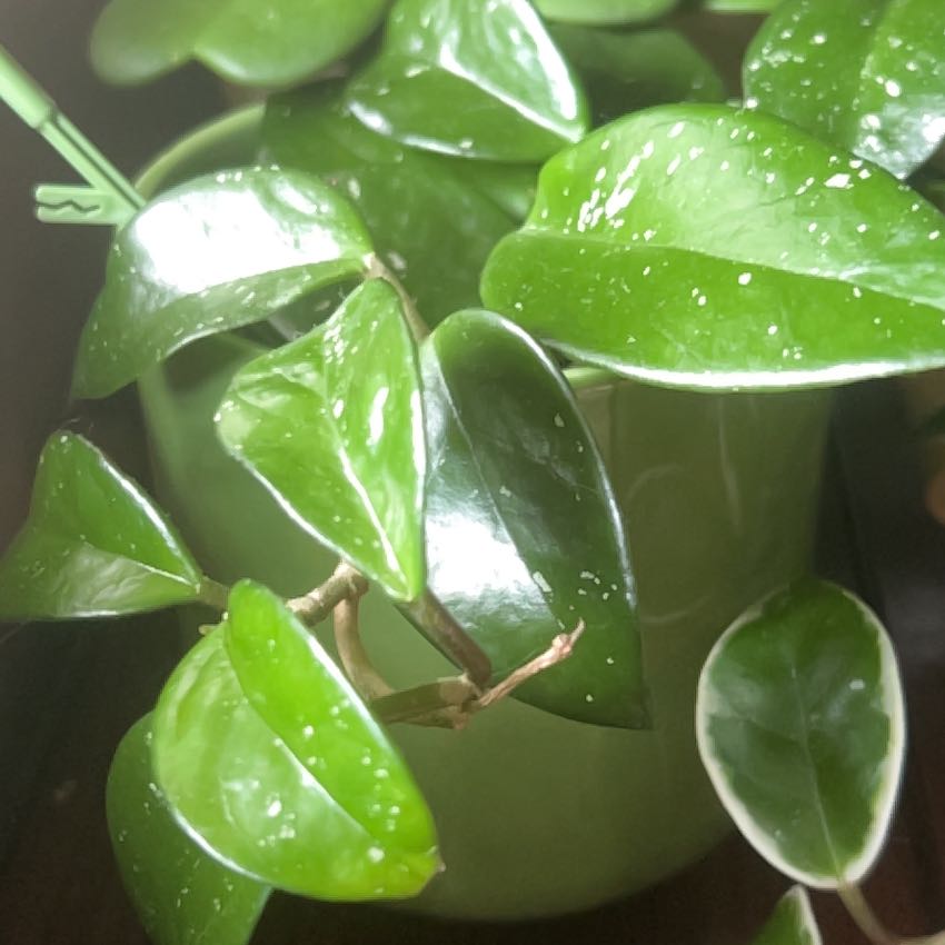 Photo of the plant species Hoya 'Freckles' by @Manfredthebush named Jason dean on Greg, the plant care app