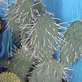 Photo of the plant species Opuntia 'Opopeo' by @Manfredthebush named Rosa on Greg, the plant care app