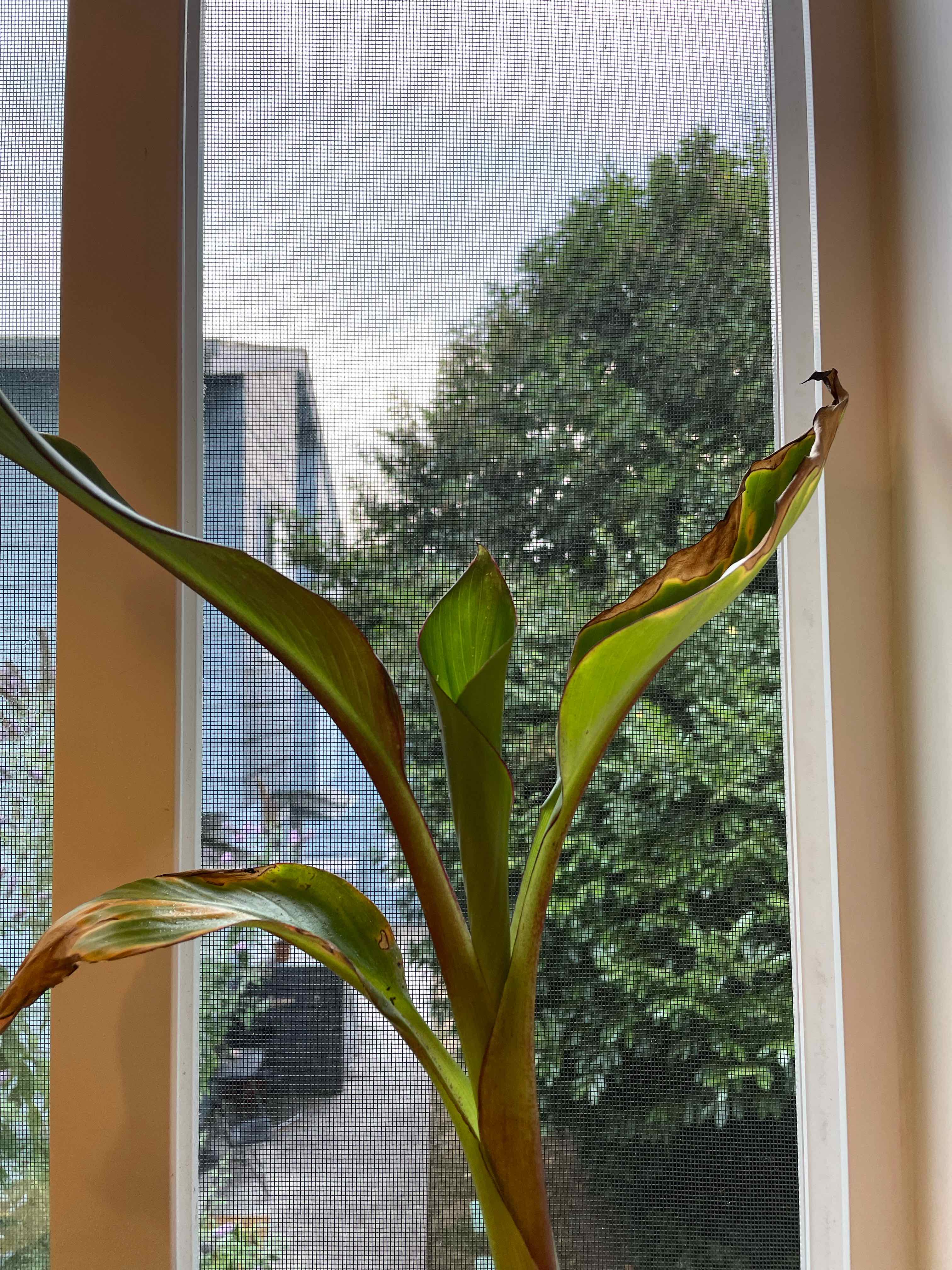 Abyssinian Banana plant near a window with some browning leaf tips.