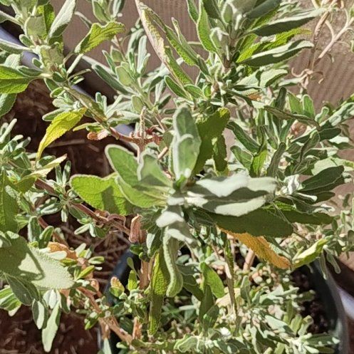 Photo of the plant species Cleveland Sage 'Winnifred Gilman' by @RightfulOricad named Cleveland Sage on Greg, the plant care app
