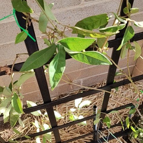 Photo of the plant species Crossvine 'Tangerine Beauty' by @RightfulOricad named Crossbone Tangerine Beauty on Greg, the plant care app