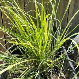 Photo of the plant species Cymbopogon Citratus by @Avasplantsss named Leah the Lemongrass on Greg, the plant care app