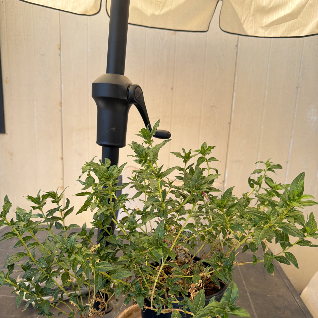 Photo of the plant species cigar plant by @Avasplantsss named Cuphea Starfire on Greg, the plant care app