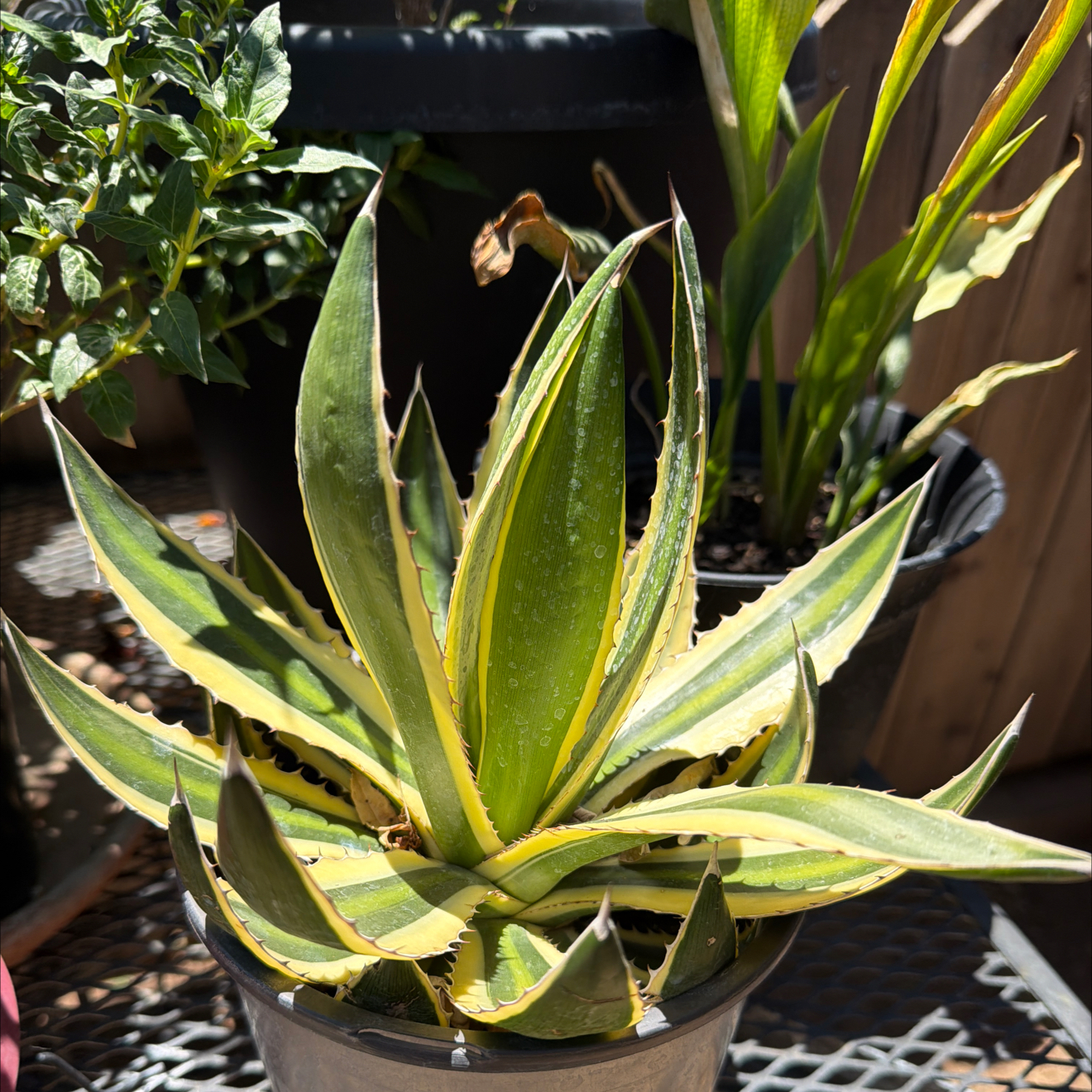 Photo of the plant species Thorn-Crested Century Plant by @Avasplantsss named Maya on Greg, the plant care app