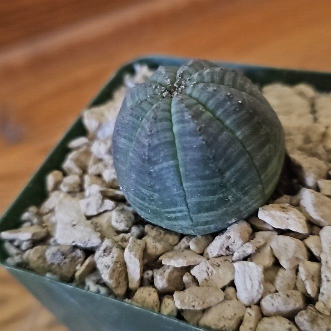 Photo of the plant species Baseball Plant by @ChampOpiumpoppy named Leaf Erickson on Greg, the plant care app