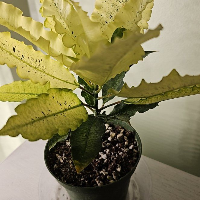 Photo of the plant species Codiaeum 'Lucha' by @ChampOpiumpoppy named Harmony on Greg, the plant care app