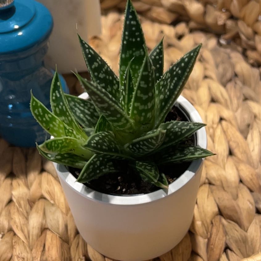 Photo of the plant species Aloe 'Lavender Star' by @LushPurgingflax named Captain Plant-it on Greg, the plant care app