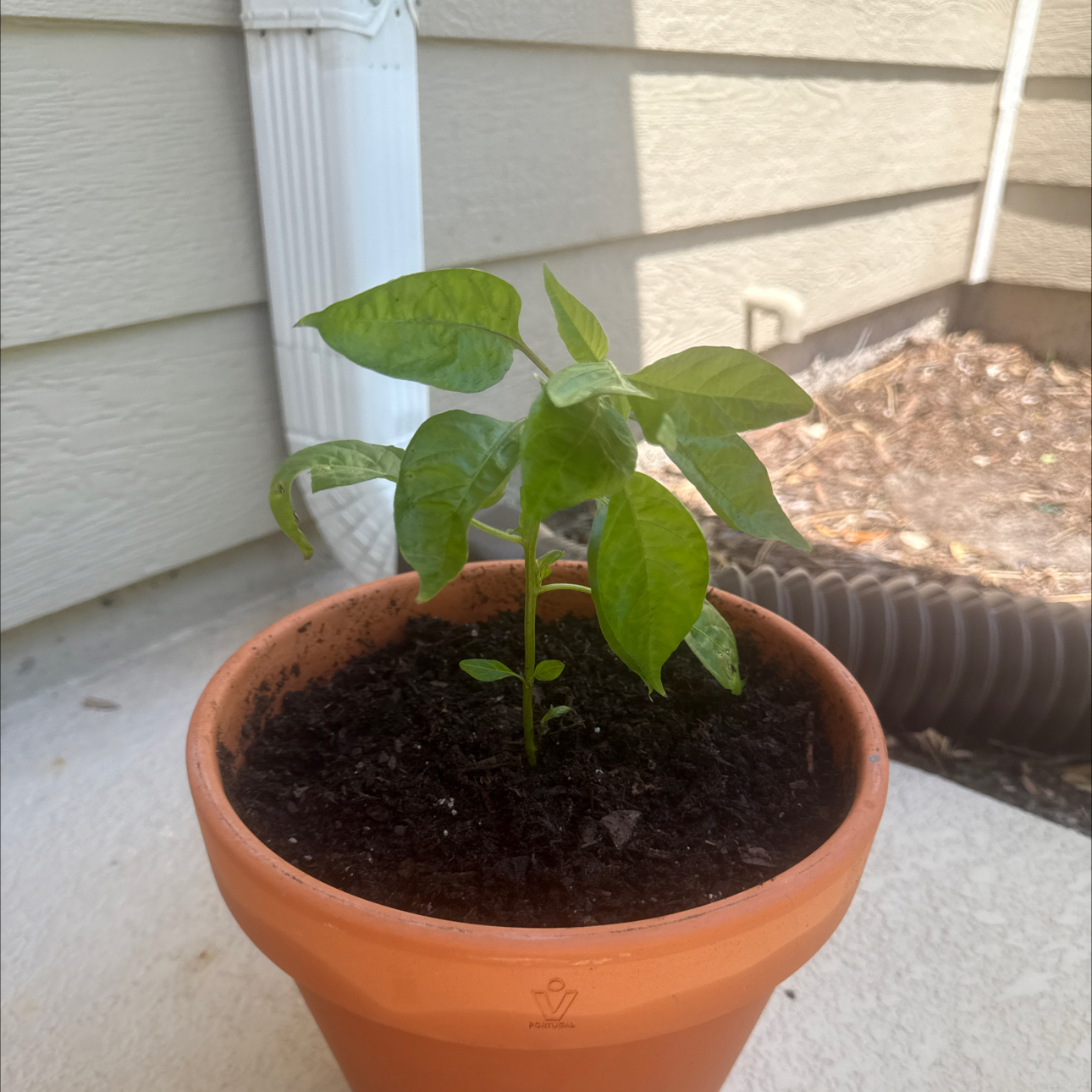 Photo of the plant species Datil Pepper Plant by @AcePomelo77 named Coco on Greg, the plant care app