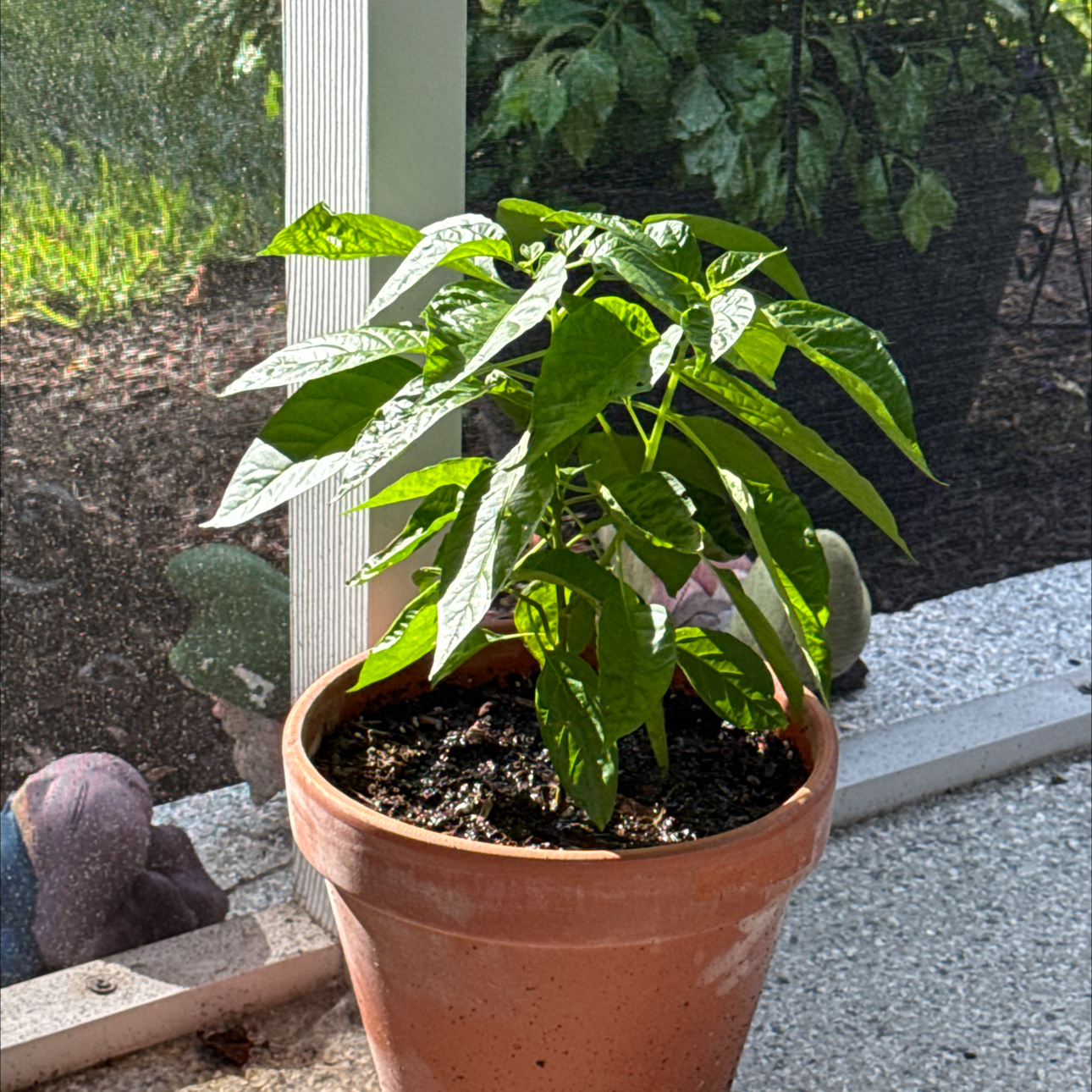 Photo of the plant species Datil Pepper Plant by @AcePomelo77 named Coco on Greg, the plant care app