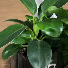 Photo of the plant species Primacolor Green Princess by @PeppyChinesefir named Anne on Greg, the plant care app