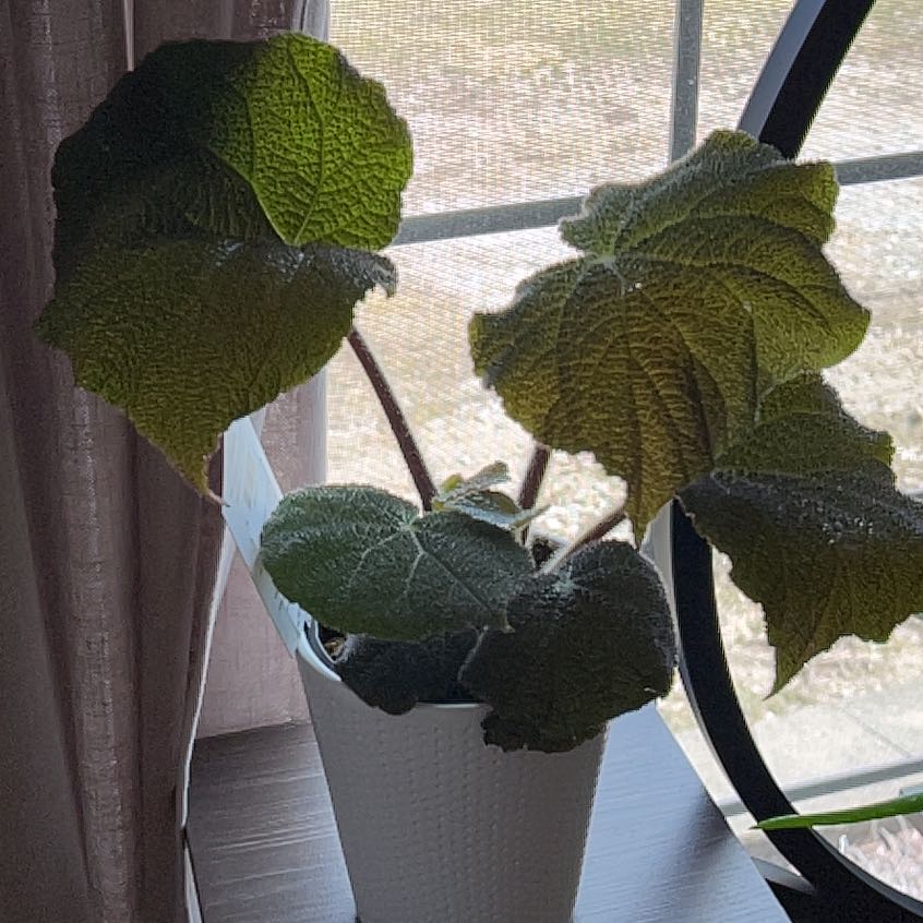 Photo of the plant species Begonia mashanica by @PeppyChinesefir named Dolores on Greg, the plant care app