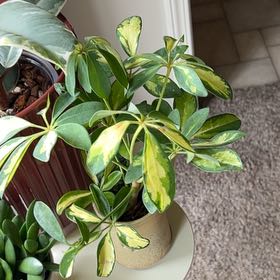 Photo of the plant species Varigated Dwarf Umbrella Tree by @PeppyChinesefir named Nemo on Greg, the plant care app