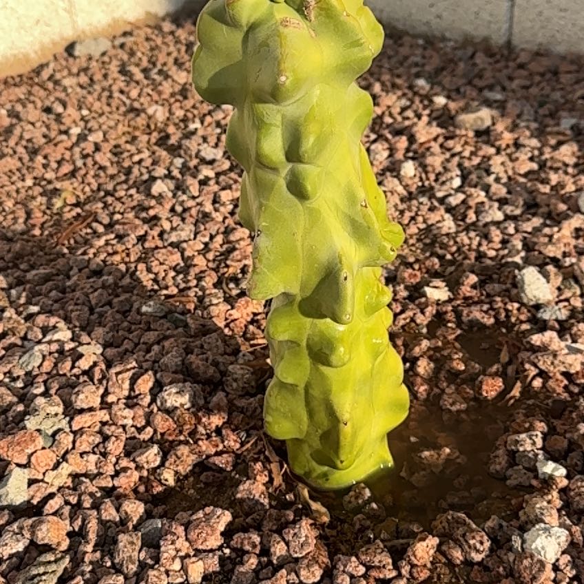 Photo of the plant species Totem Pole Cactus by @ShinyFern64 named Foxxy on Greg, the plant care app
