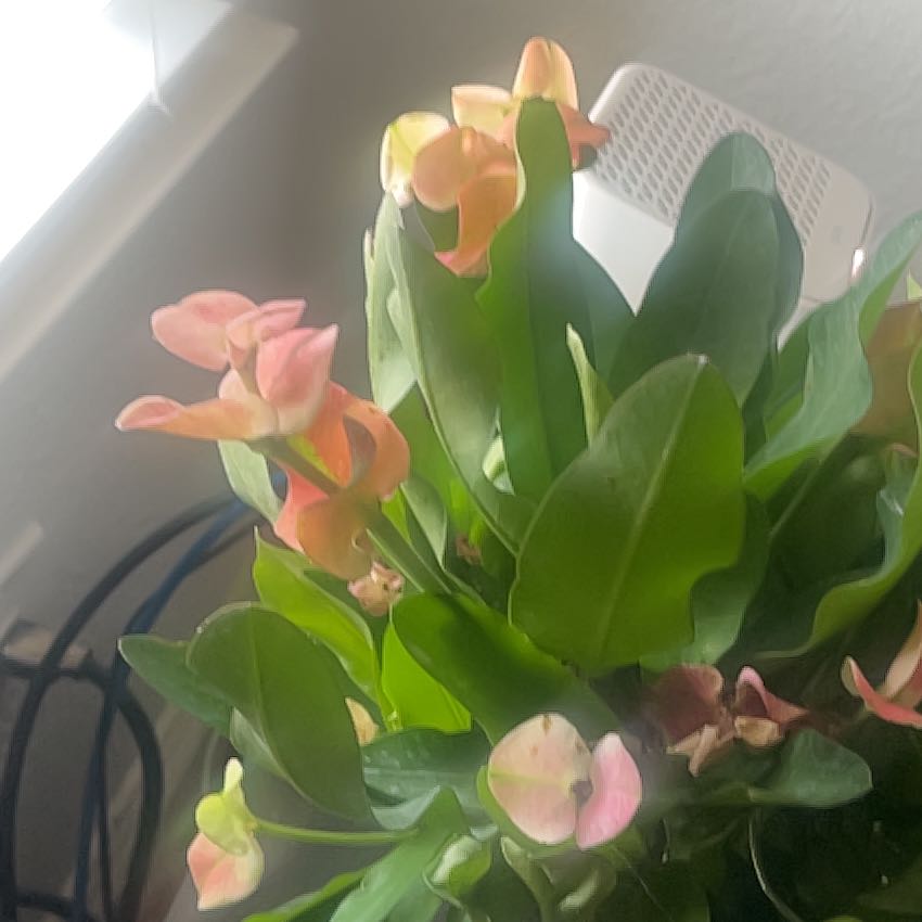 Photo of the plant species Euphorbia capmanambatoensis by @NeatRiberry77 named Homer on Greg, the plant care app