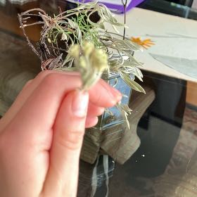 Photo of the plant species Jersey Cudweed by @ExecutiveAnise6 named Coco on Greg, the plant care app