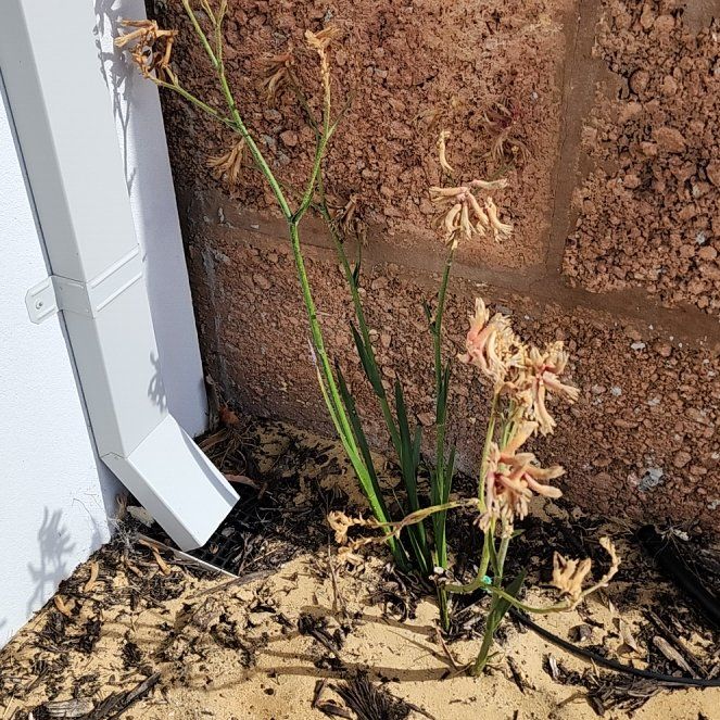 Photo of the plant species Yellow Kangaroo Paw Fern by @BossBogbirch97 named Harry on Greg, the plant care app
