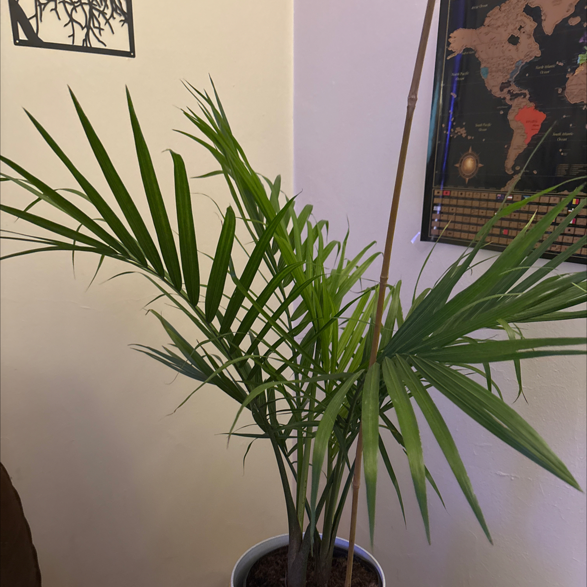 Photo of the plant species Majestic Palm by @DandyEspostoa36 named Coco Chanel on Greg, the plant care app
