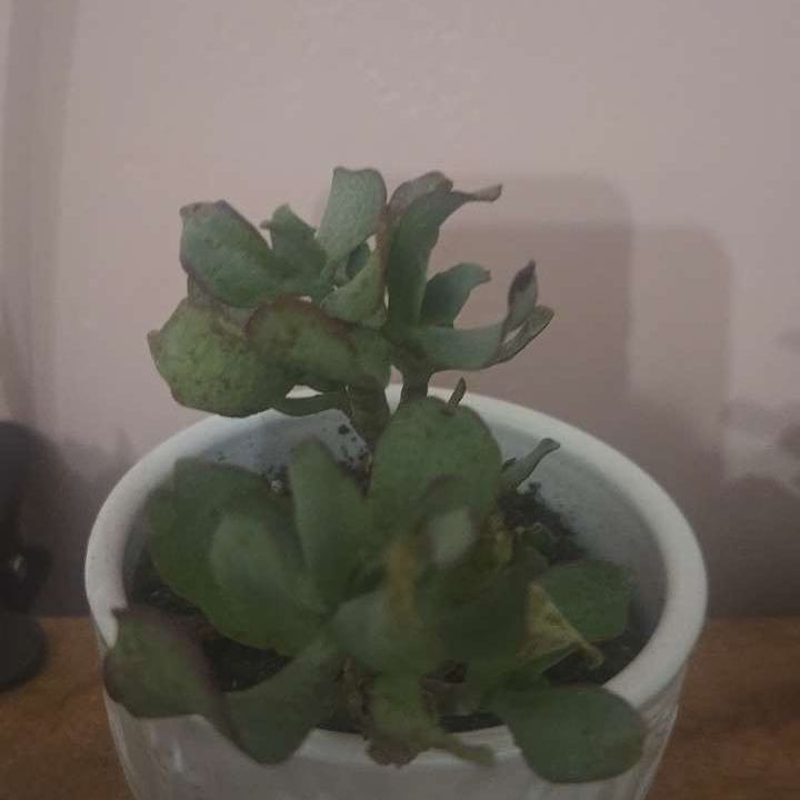 Photo of the plant species Curly Jade Succulent by @ActiveOlneya93 named Gaga on Greg, the plant care app