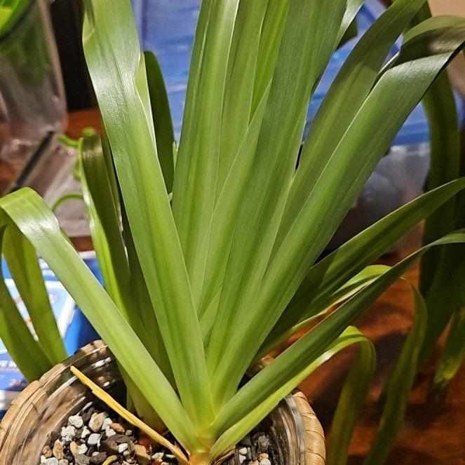 Photo of the plant species Walking Iris by @ProFanpalm74 named Elle on Greg, the plant care app