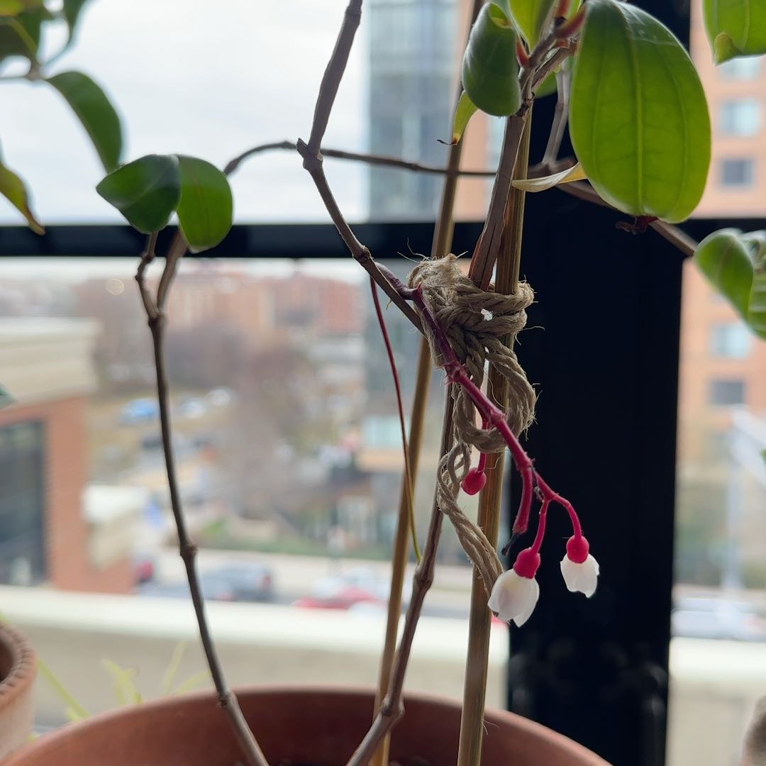 Photo of the plant species Medinilla papillosa by @BigwigSoftcane named Drake on Greg, the plant care app