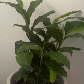 Photo of the plant species False Cardamom by @ZestBlueech67 named Emerson on Greg, the plant care app
