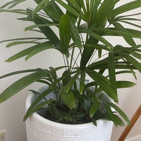 Photo of the plant species Lady Palm by @ZestBlueech67 named Muhammad Ali on Greg, the plant care app