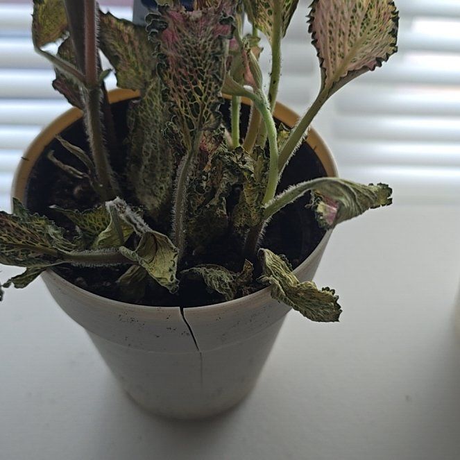 Photo of the plant species Frankie Fittonia by @BestGuapilla55 named Leonardo on Greg, the plant care app
