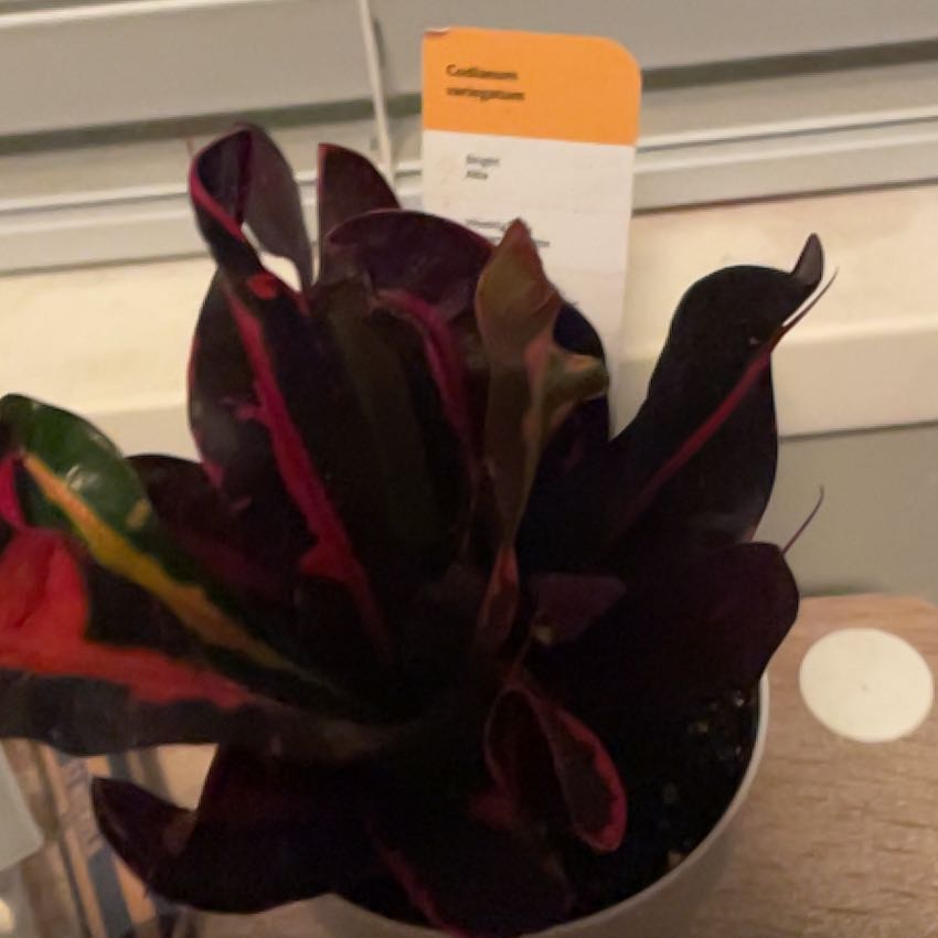 Photo of the plant species Codiaeum variegatum var. pictum by @HilariousKonjac named Plato on Greg, the plant care app