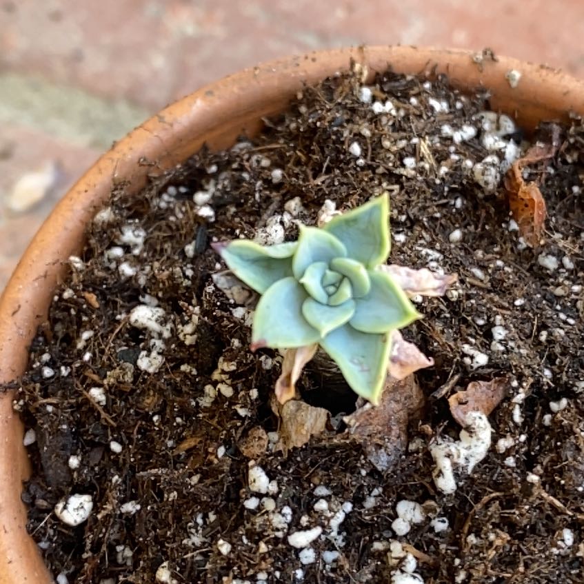 Photo of the plant species Echeveria Blue Atolli by @LordTorchcactus named Apollo on Greg, the plant care app