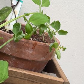 Photo of the plant species Silver Sweetpea Bush by @ValidFicusalii named Fernie Mercury on Greg, the plant care app