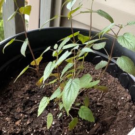 Plant care for Fernleaf Lavender on Greg, the plant care app