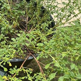 Photo of the plant species Purple Amaranth by @WorkablePapaya named Marley on Greg, the plant care app