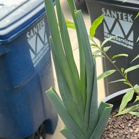 Photo of the plant species Orchid by @WorkablePapaya named Lebron on Greg, the plant care app
