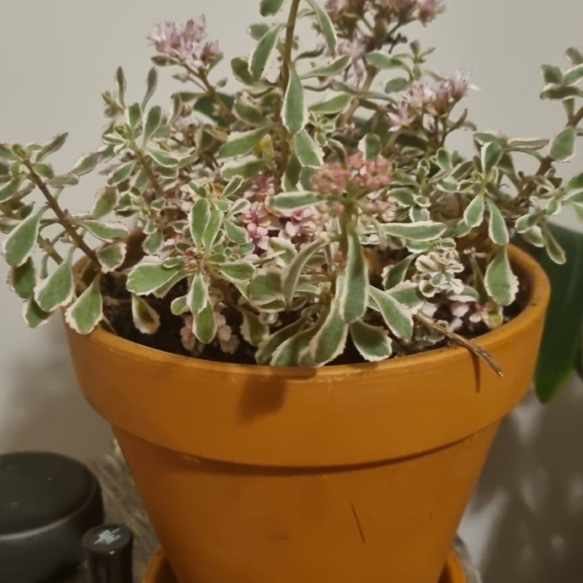 Photo of the plant species Caucasin stonecrop by @PrizeFord26 named Orlando Bloom on Greg, the plant care app