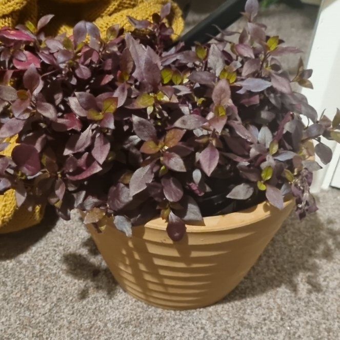 Photo of the plant species Little Ruby by @PrizeFord26 named Bieber on Greg, the plant care app