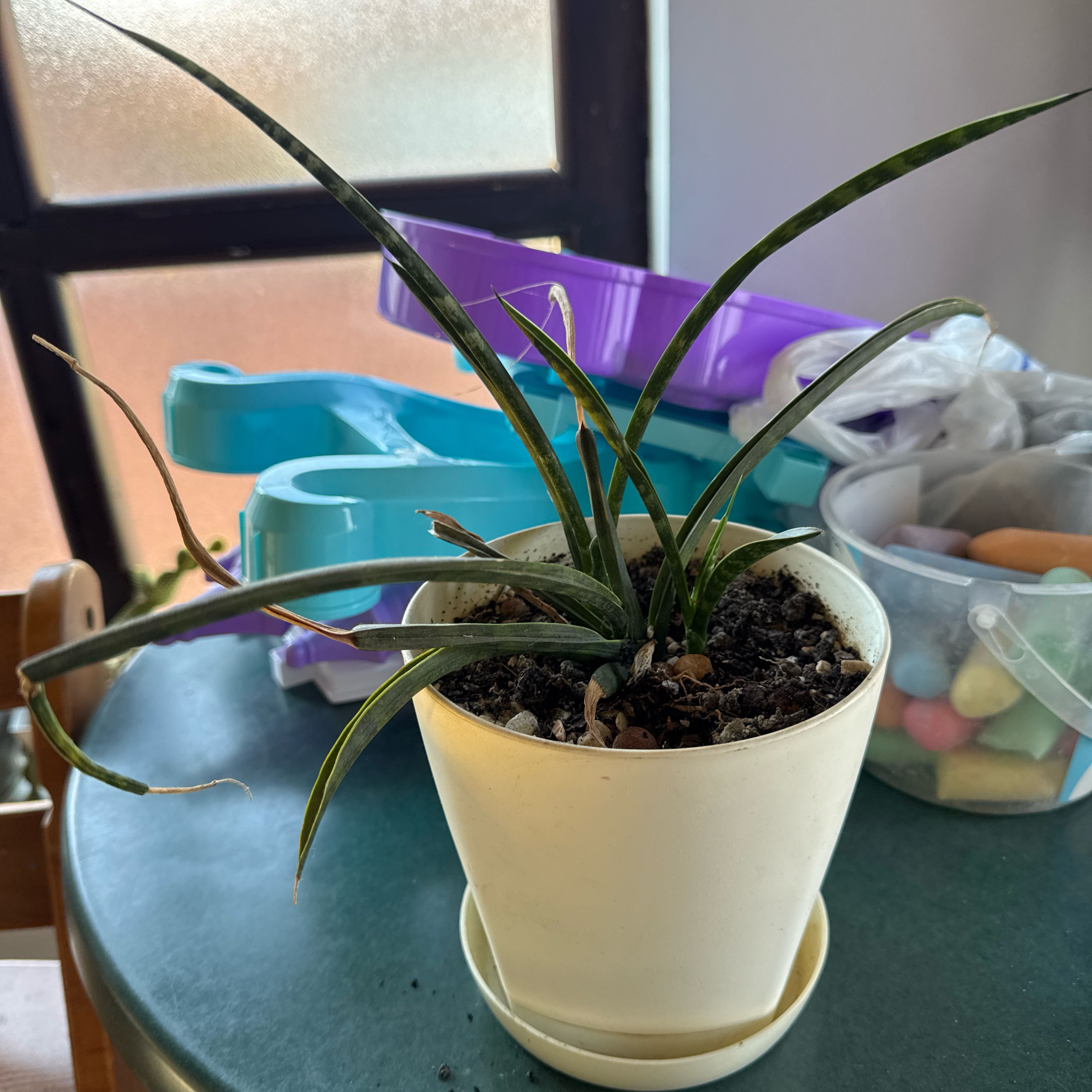 Photo of the plant species Elephant Tusk by @RightfulPapaya7 named Osmo on Greg, the plant care app