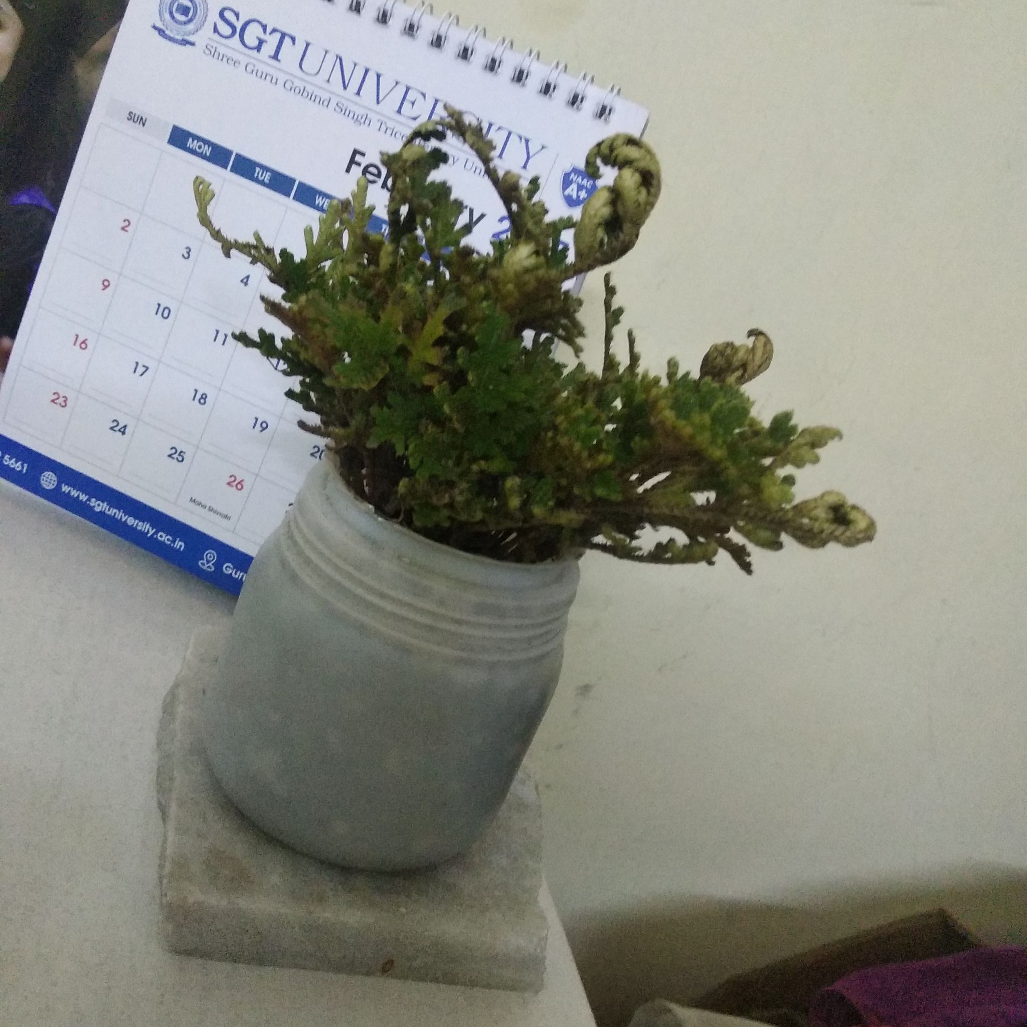 Plant care for Bushy Spikemoss on Greg, the plant care app