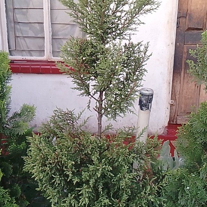 Photo of the plant species Blackwood by @SunnyVicksplant named Bieber on Greg, the plant care app