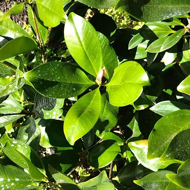 Photo of the plant species grumichama by @ComicSagopalm named Navajo on Greg, the plant care app