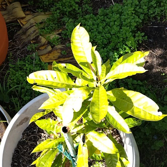 Photo of the plant species Yellow Sapote by @ComicSagopalm named Osmo on Greg, the plant care app