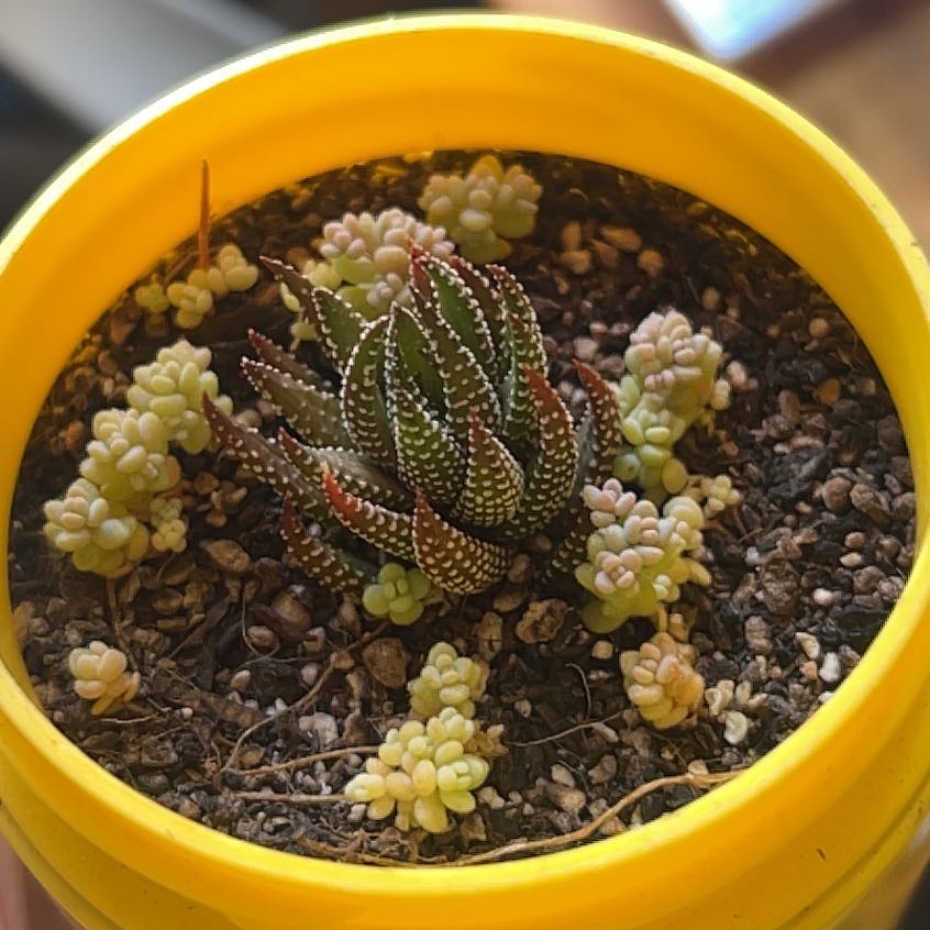 Photo of the plant species Haworthiopsis coarctata var. tenuis by @HumaneGinger named Xena on Greg, the plant care app