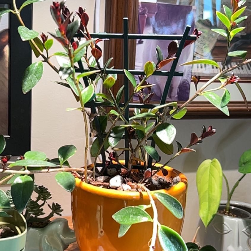Photo of the plant species Cuphea micropetala var. hirtella by @LargeCarpetrose named Marilyn on Greg, the plant care app
