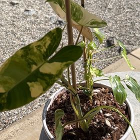 Photo of the plant species Alocasia Burle Marx Albo Varigata by @LargeCarpetrose named Terra on Greg, the plant care app