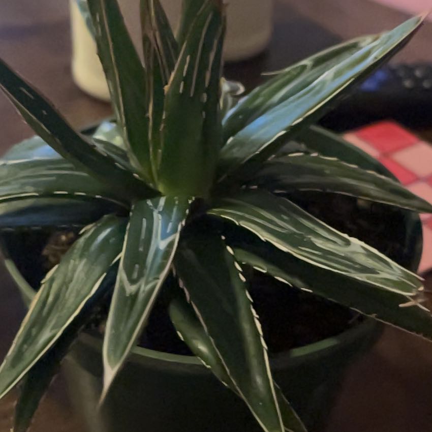 Photo of the plant species Agave victoria-reginae by @jennaw named Walt on Greg, the plant care app